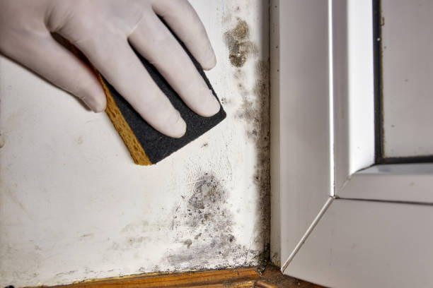 Best Forensic Mold Investigation  in Sarand, AL